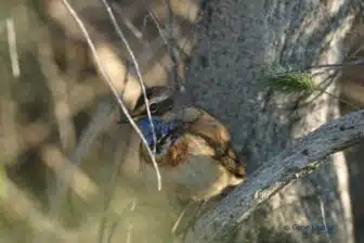 Séjour ornithologique et naturaliste en Ouzbékistan – Nature et découvertes rares – Image 9