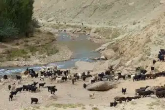 Séjour ornithologique et naturaliste en Ouzbékistan – Nature et découvertes rares – Image 13