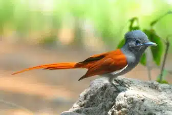 Séjour ornithologique et naturaliste en Ouzbékistan – Nature et découvertes rares – Image 2