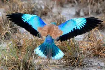 Séjour ornithologique et naturaliste en Ouzbékistan – Nature et découvertes rares – Image 15