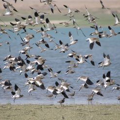 Séjour ornithologique et naturaliste en Ouzbékistan – Nature et découvertes rares