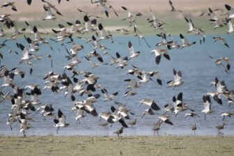 Séjour ornithologique et naturaliste en Ouzbékistan – Nature et découvertes rares