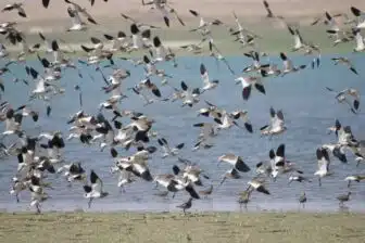 Séjour ornithologique et naturaliste en Ouzbékistan – Nature et découvertes rares