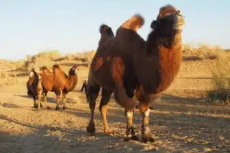 Séjour ornithologique et naturaliste en Ouzbékistan – Nature et découvertes rares – Image 14