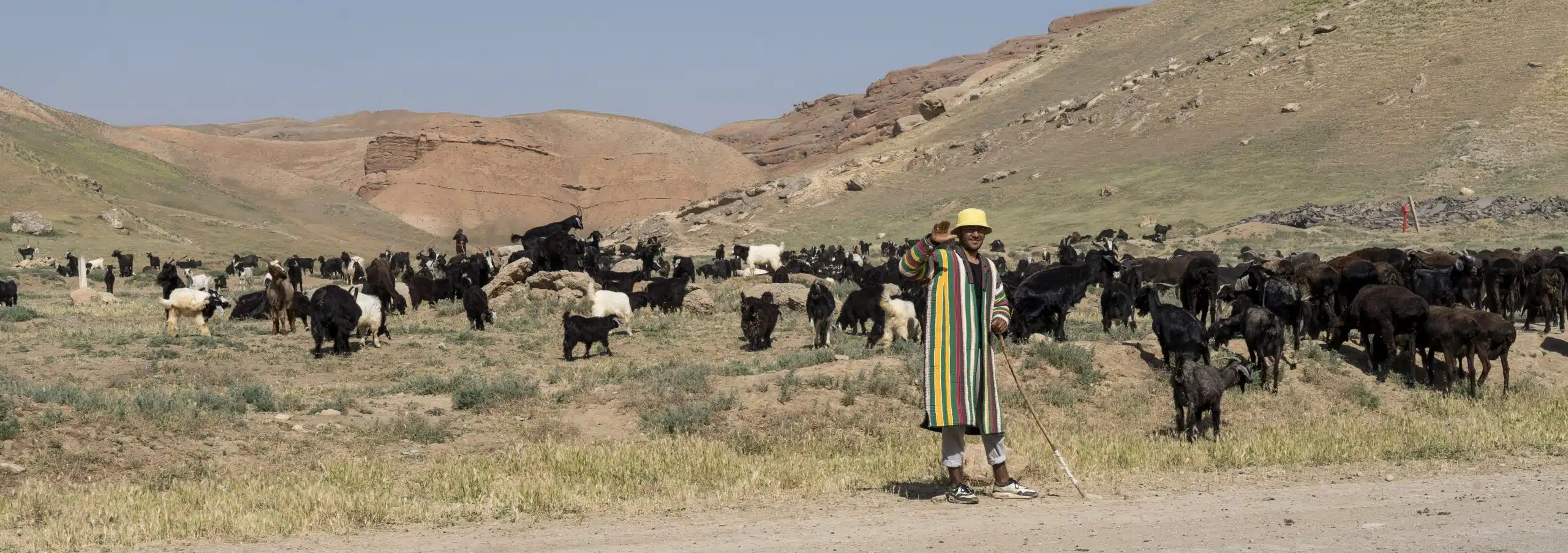 Surhandaria berger ouzbeke