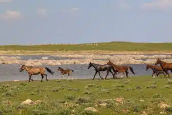 Chevauchée sauvage dans le Tien Shan – Randonnée équestre en Ouzbékistan – Image 15