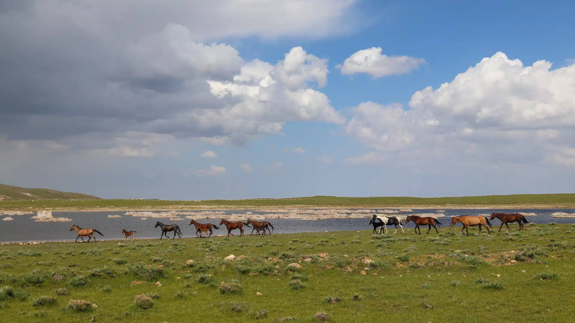 cheval-vtt_ouzbekistan-126